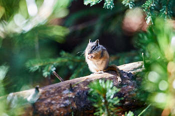 Wildlife Yellowstone<br>NIKON D4, 500 mm, 9000 ISO,  1/1000 sec,  f : 5.6 